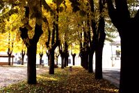 Il Viale